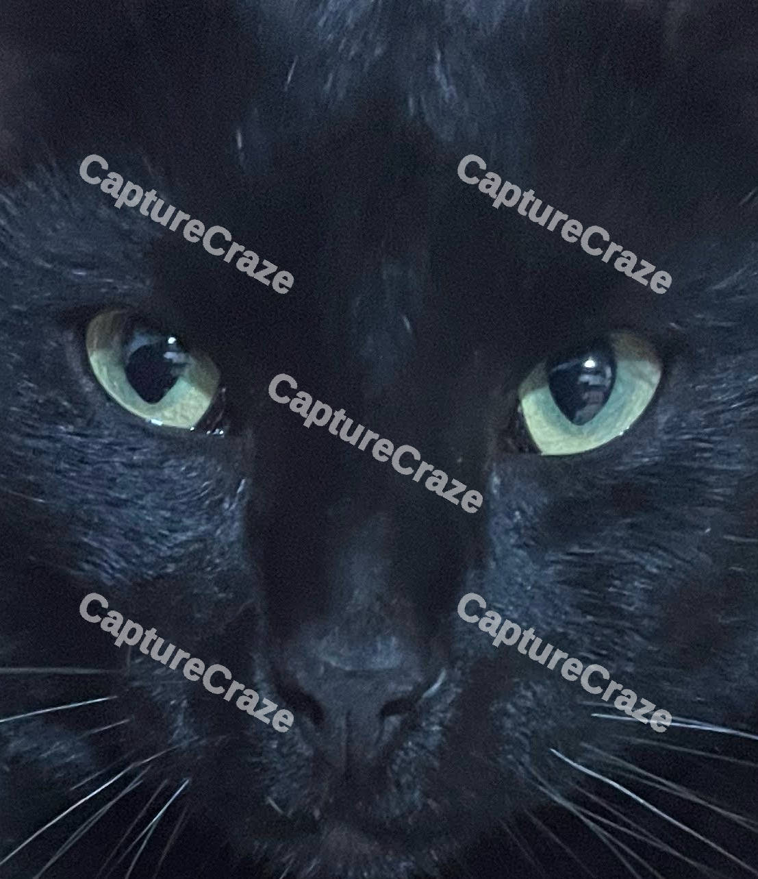 Close Up Black Cat